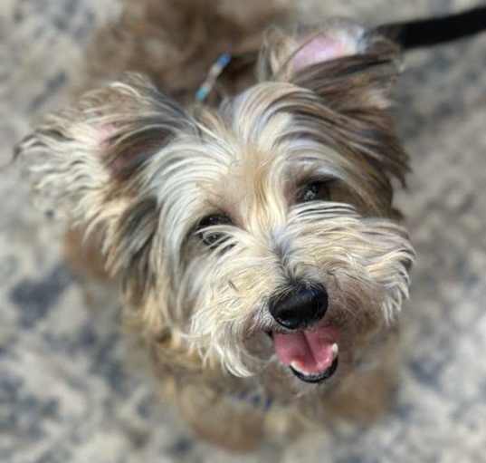 Photo of Benson