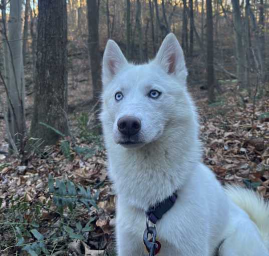 Photo of casper