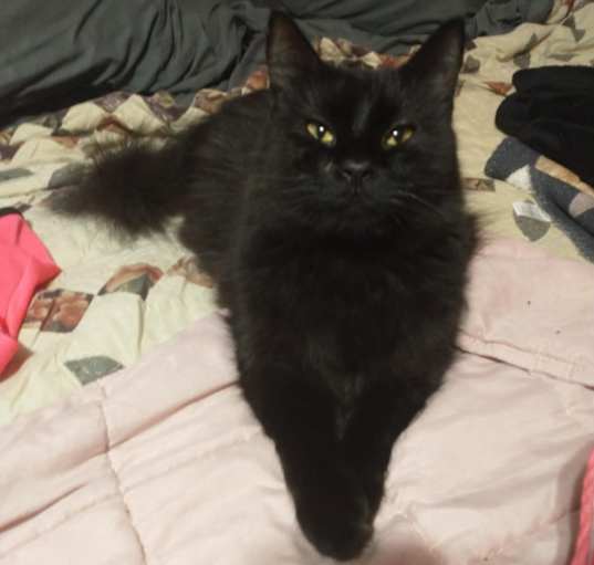 Photo of Mr. T