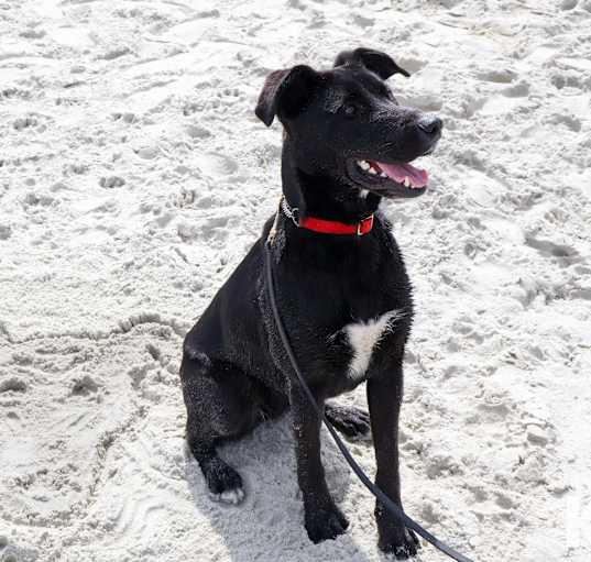 Photo of Chip