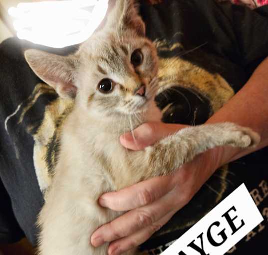 Photo of Sayge