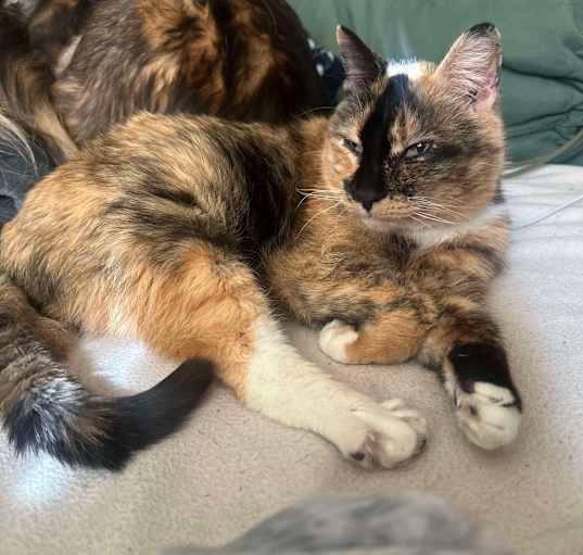 Photo of Patches Estep