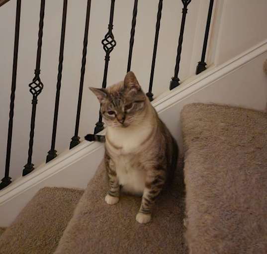 Photo of Khaleesi
