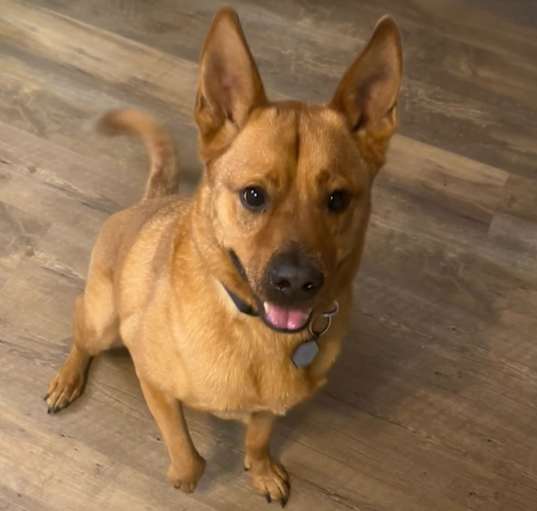 Photo of Louie