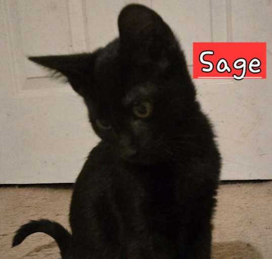 Photo of SAGE