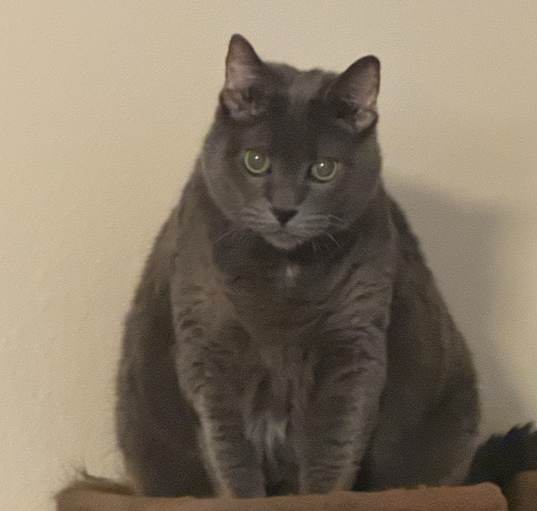Photo of Jazmine