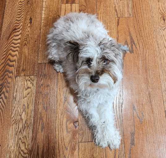 Photo of Coco