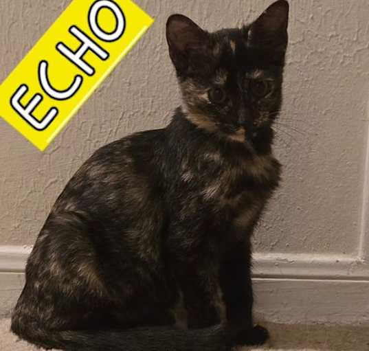 Photo of ECHO