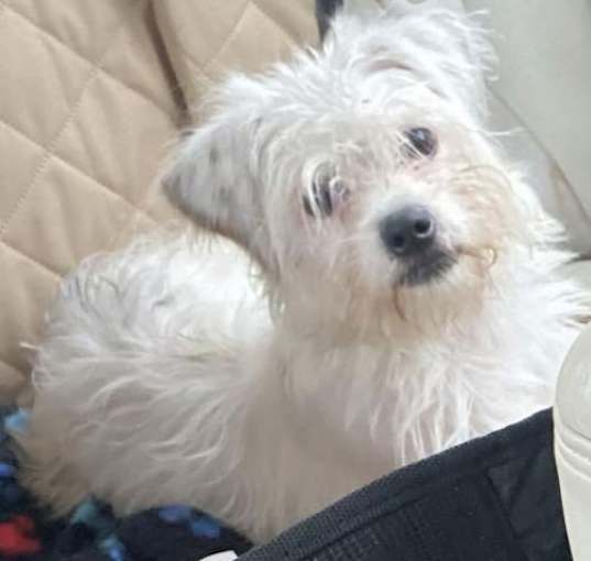Photo of Lyla
