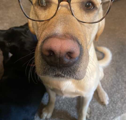 Photo of Grizzly