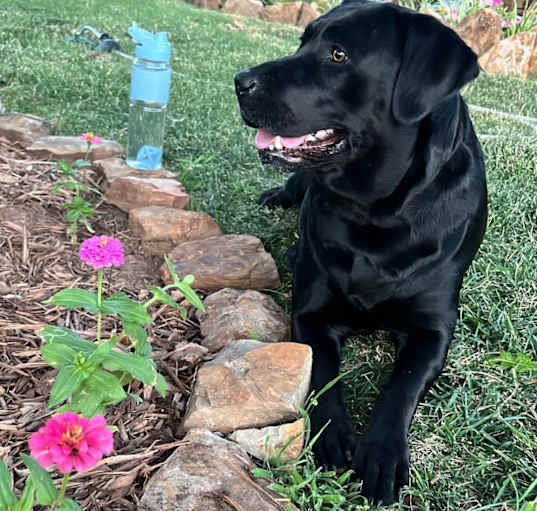 Photo of Daisy