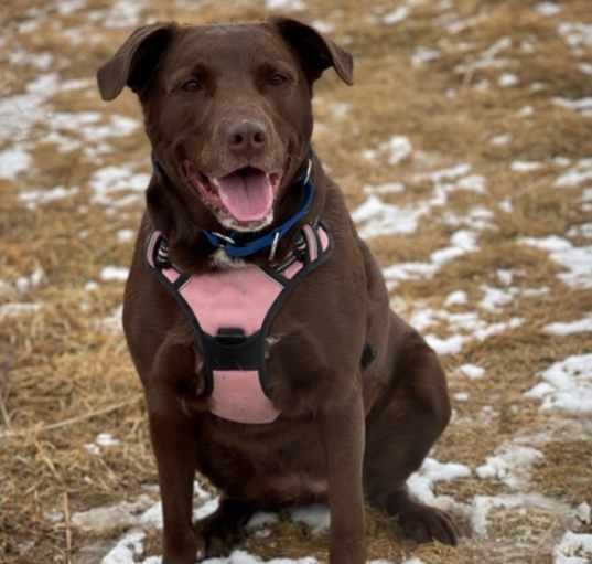Photo of Meeko (Reese)