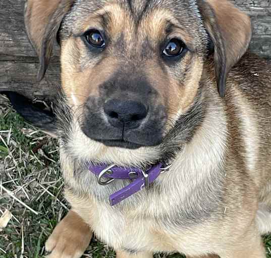 Photo of Violet