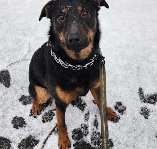Photo of Stitch