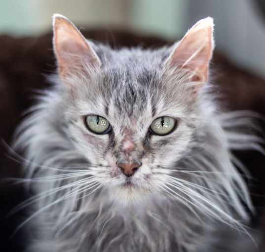 Photo of Guinevere