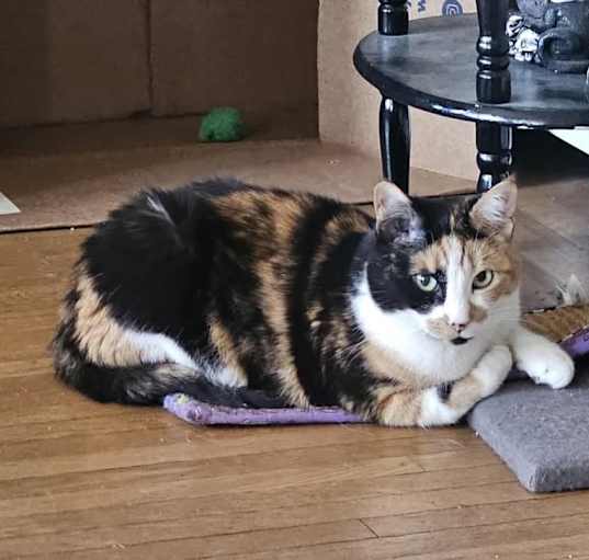 Photo of Dutchess