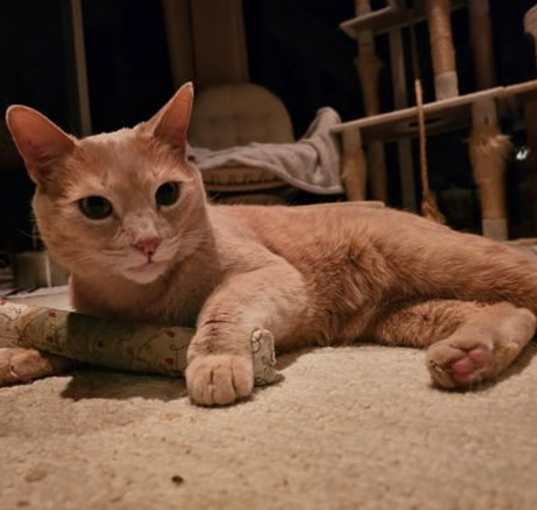 Photo of Julius