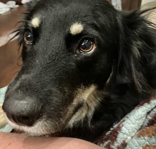 Photo of Scout