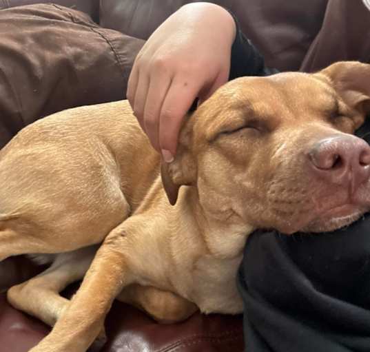Photo of Stella