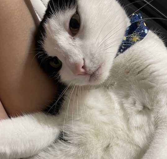 Photo of Oreo