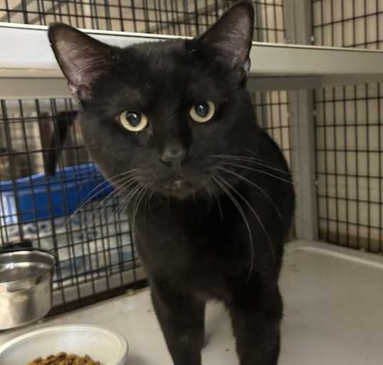 Photo of Shadow