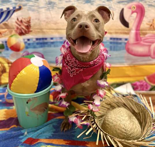 Photo of Delilah (needs female home)