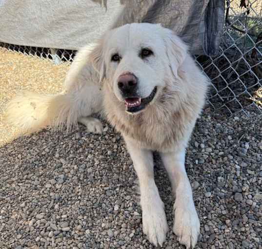 Photo of Odin