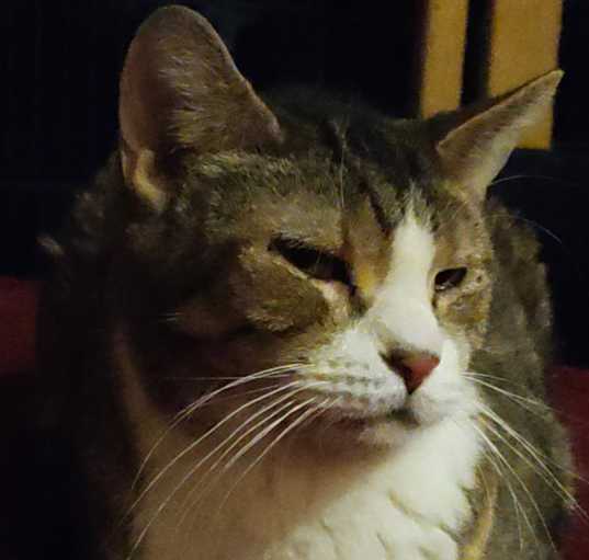 Photo of Bluebell