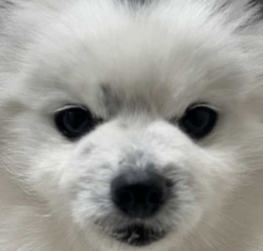 Photo of Loki