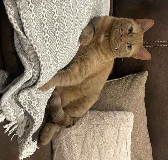 Photo of Nala