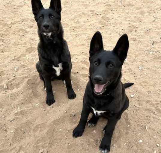 Photo of Black Shepherd Puppies