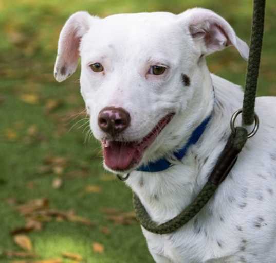 Photo of Scott (Scoob) (Cocoa Adoption