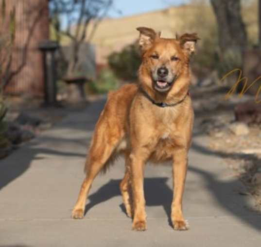 Photo of Milo