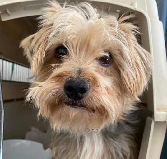 Photo of Cooper