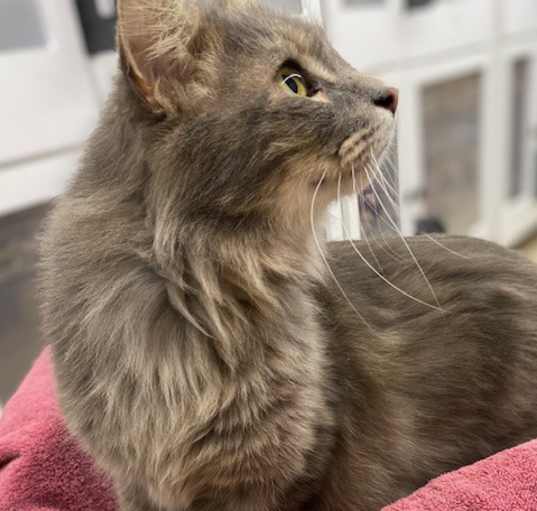 Photo of Percy