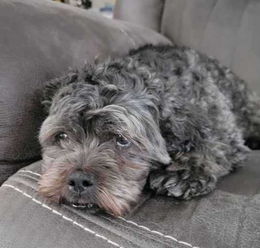 Photo of Harley