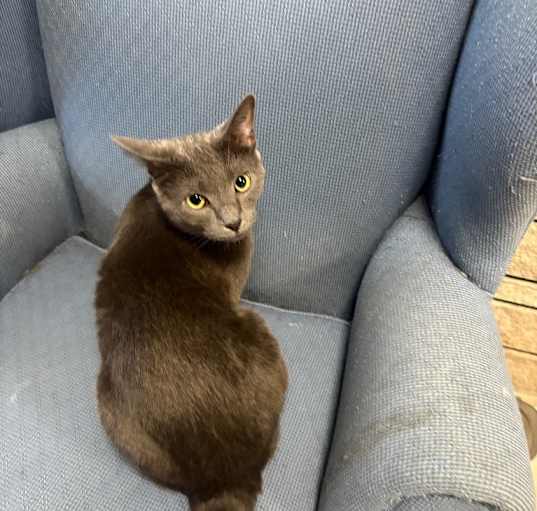 Photo of Bella