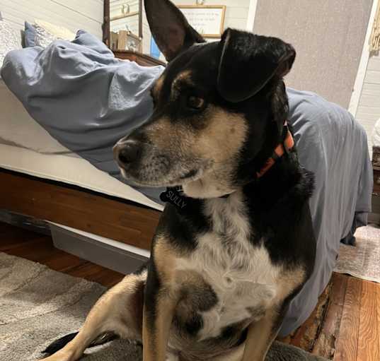 Photo of Sully