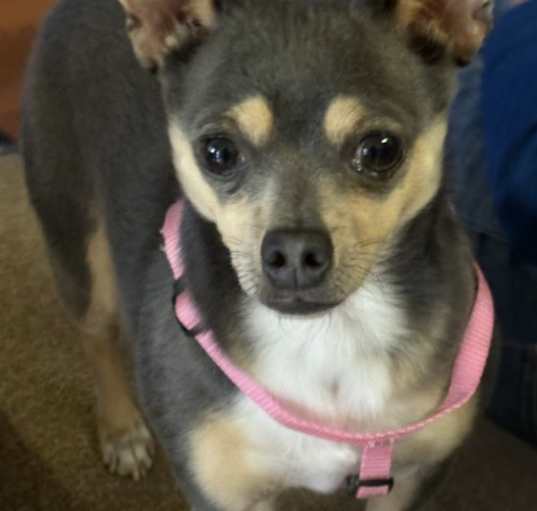 Photo of Indi