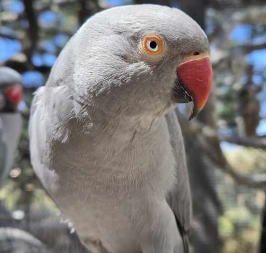 Photo of Indie