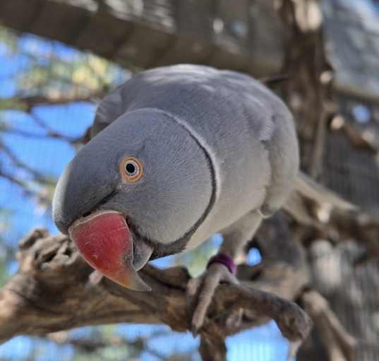 Photo of Mowgli