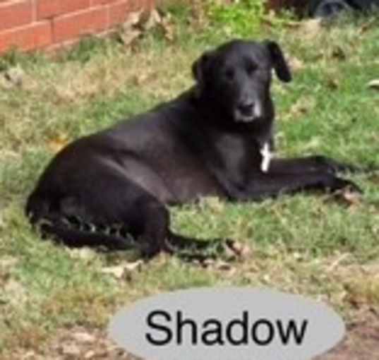Photo of SHADOW