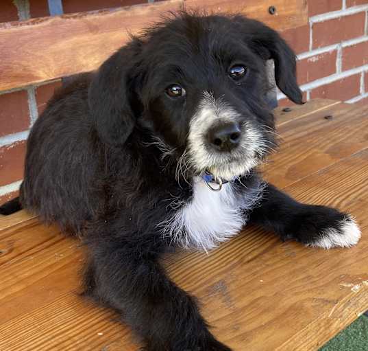 Photo of Brownie