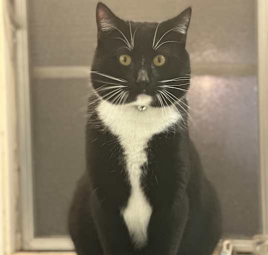 Photo of Oreo