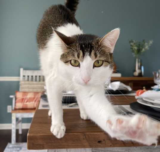 Photo of Olive