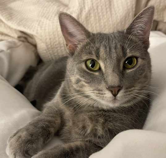 Photo of Bean