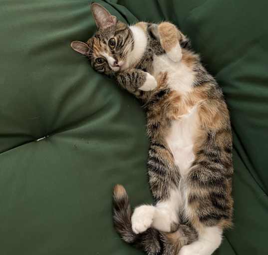 Photo of Frankie