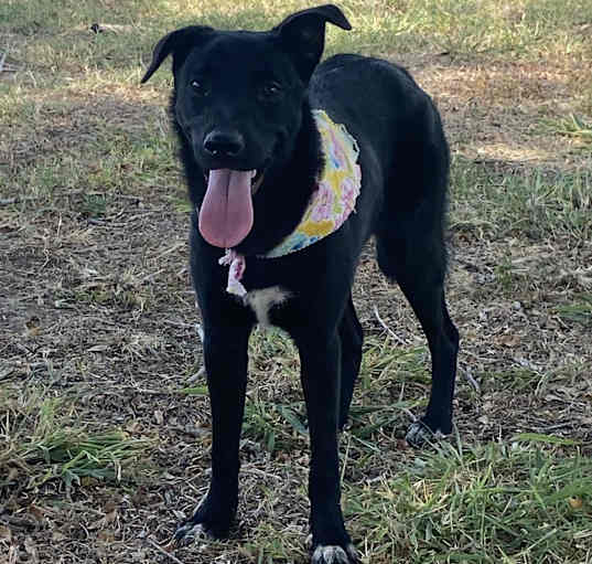 Photo of Chica