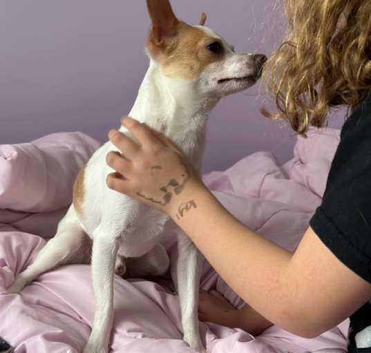 Photo of Bowie