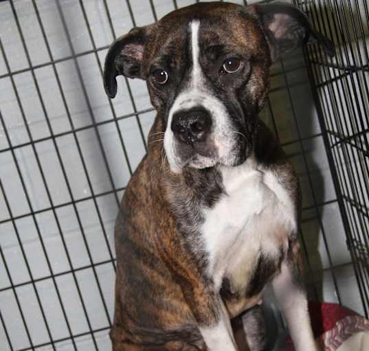 Photo of Bonnie